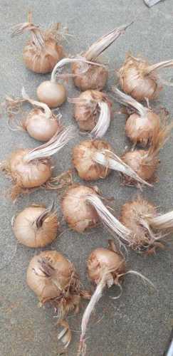 Kashmiri Saffron Bulbs Grade: A