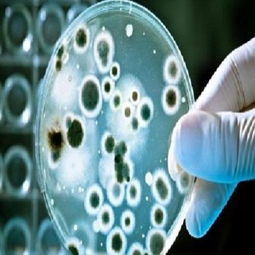 Microbiology Testing Services By Alpha Test House