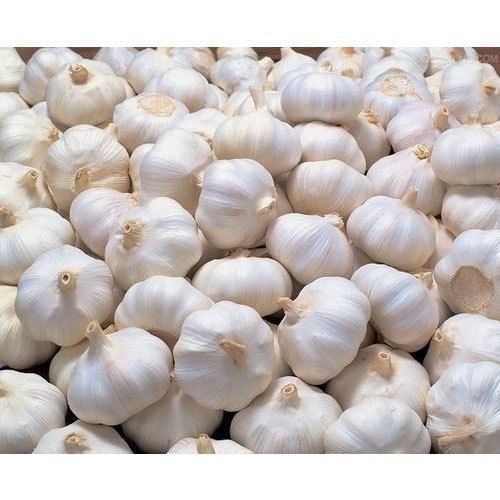 Healthy And Natural Organic Fresh Garlic