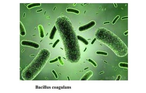 Pharmaceutical Grade Bacillus Coagulans Probiotic