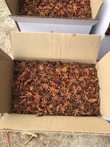 Natural Star Anise (Bright Brown)