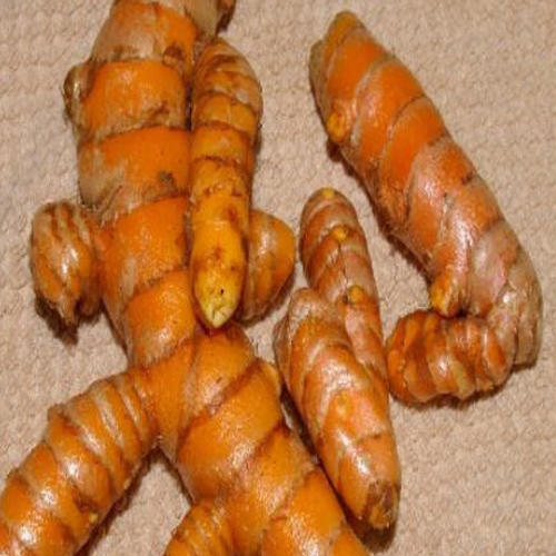 Healthy and Natural Raw Turmeric Finger