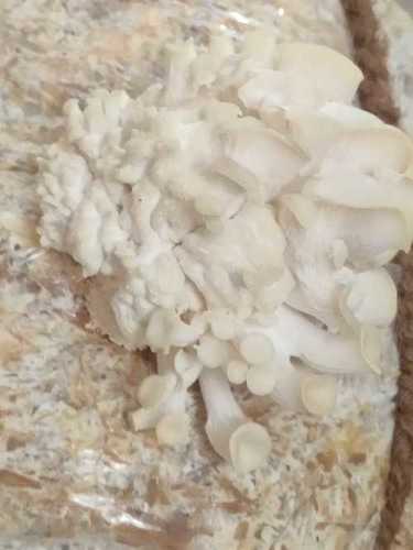 White Oyster Mushroom In Polythene Bag