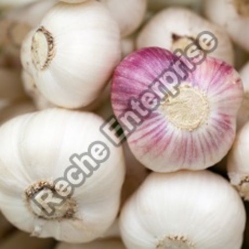 Healthy and Natural Organic Fresh Garlic