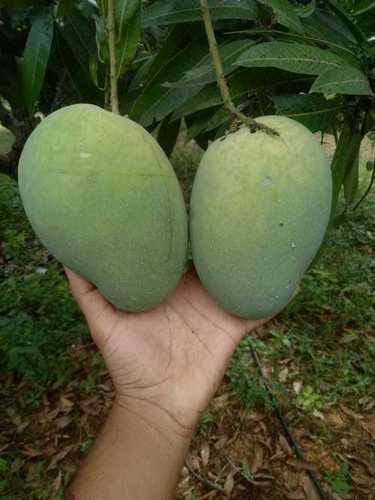 Rich Taste Banganapalli Mangoes