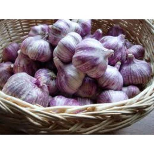Organic Purple Garlic