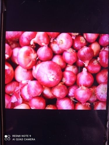 Fresh Red Onion