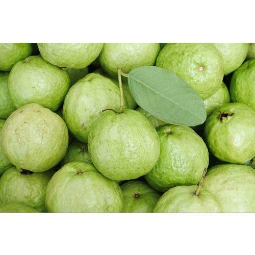 Healthy and Natural Organic Fresh Guava
