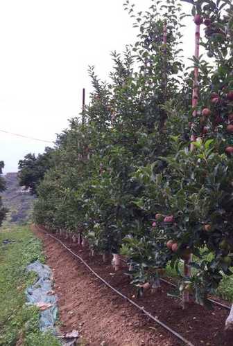 Low Height Apple Plants