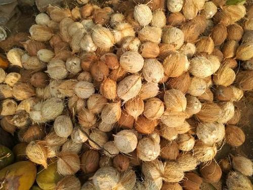 Semi Husked Coconut - Organic Whole, Round, Dried | Ideal for Culinary & Industrial Use, Easy to Open, High-Quality Naturally Dried Husk