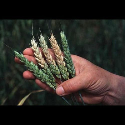 Wheat Grain Testing Service
