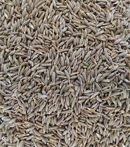 Cumin Seeds (Jeera) For Food Spices