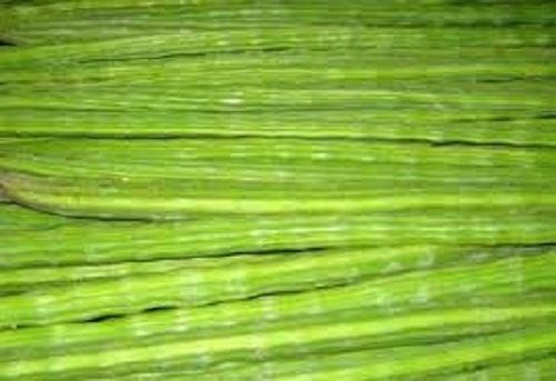 Natural Fresh Green Drumstick