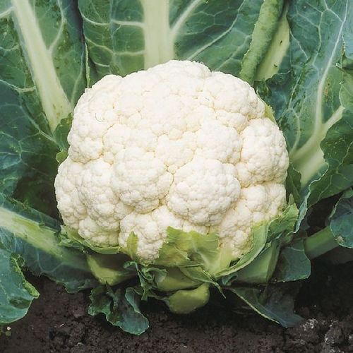 Blue Healthy And Natural Fresh Cauliflower