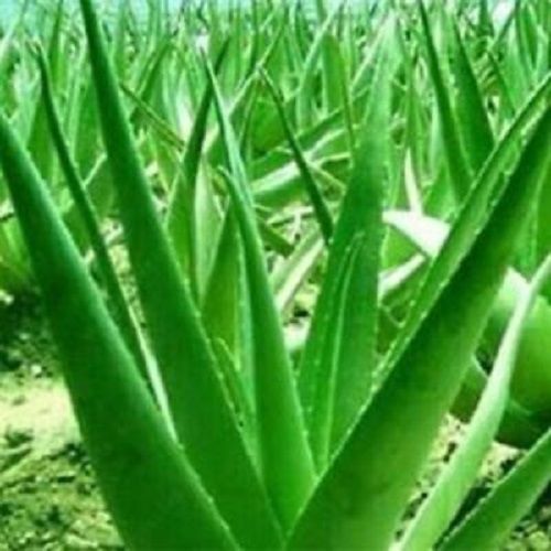 Green Herbal Aloe Vera Plant