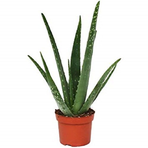 Green Indoor Aloe Vera Plant