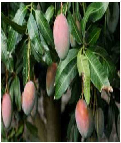 Mango Nursery Tree For Gardening