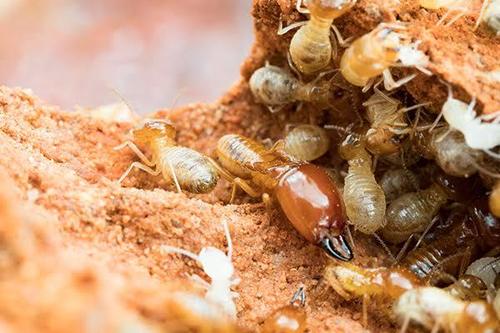 Termite Pest Control Services By Golden Pest Solutions