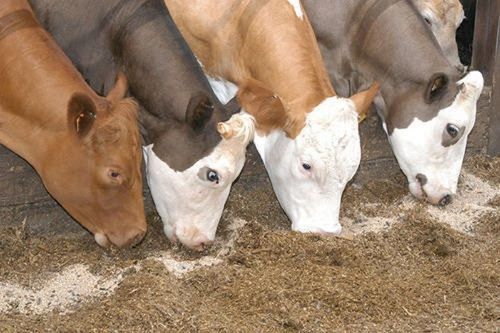 Cattle Feed Testing Services