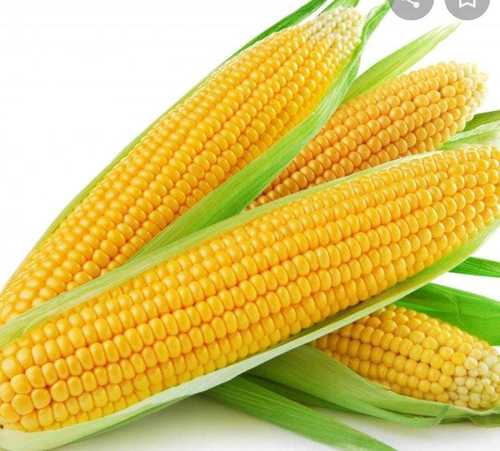 Rich Nutrition Yellow Maize
