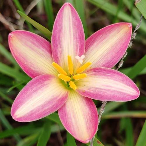 Zephyranthes 'Midas Touch