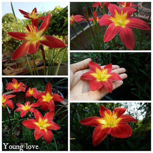 Rain Lily Young Love (Single Petal)