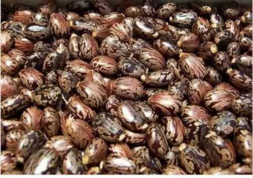 Natural Sun Dried Castor Seeds