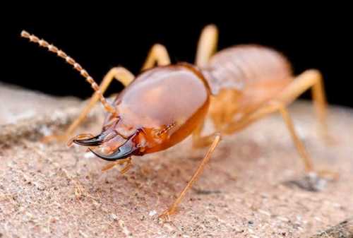 Termite Control Service By ALL INDIA PEST CONTROL