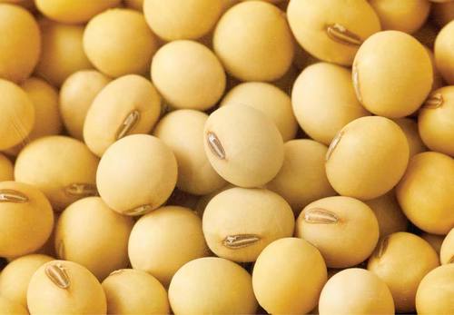 Healthy And Natural Organic Soybean Seeds Grade: Food Grade