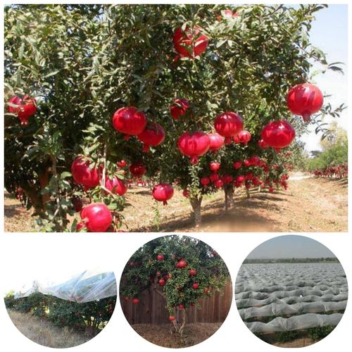 Non Woven Pomegranate Tree Cover