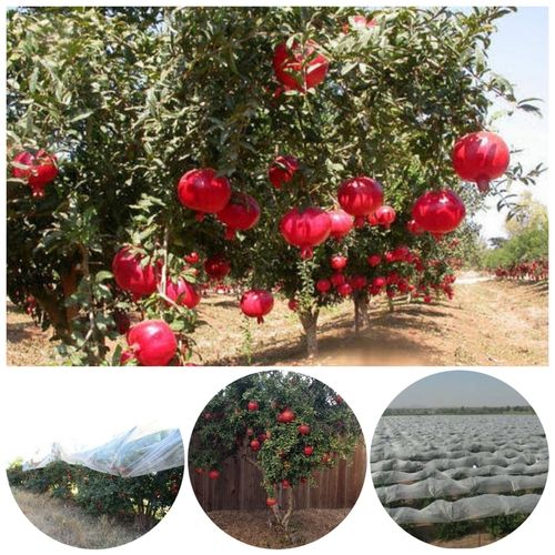 White Non Woven Pomegranate Tree Cover