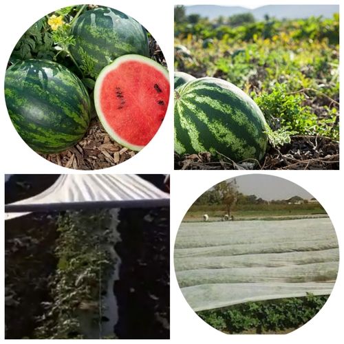 Non Woven Watermelon Crop Cover