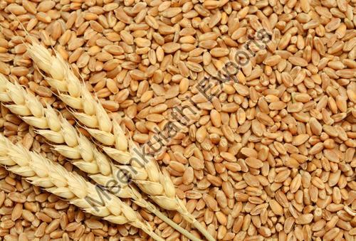 100% Organic Wheat Seeds