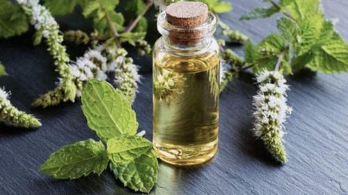 Peppermint Oil For Pharma Age Group: Adults