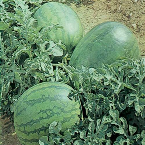 Healthy and Natural Fresh Arka Jyoti Watermelon