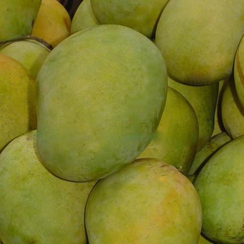 Healthy And Natural Fresh Langra Mango Size: Standard