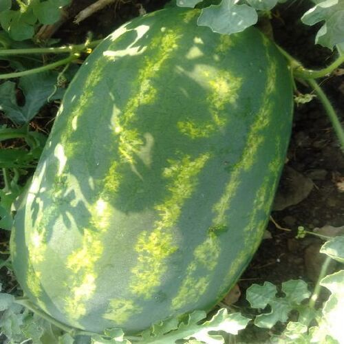 Healthy And Natural Fresh Namdhari Watermelon