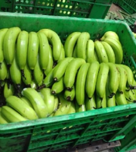 Common Fresh Raw Banana