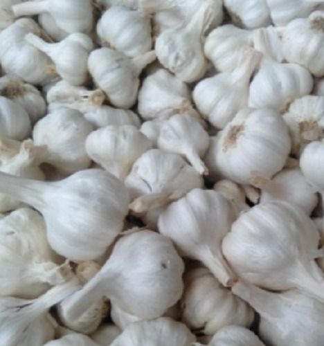 White Organic Garlic