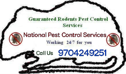 Rodent Pest Control Service By NATIONAL PEST CONTROL SERVICES