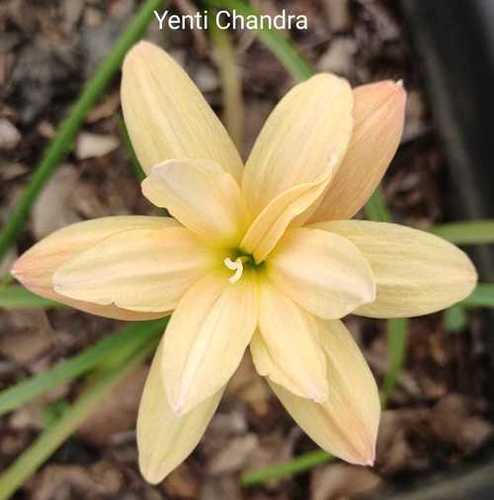 Yenti Chandra Multi Petal