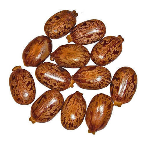 Brown Healthy And Natural Castor Seeds