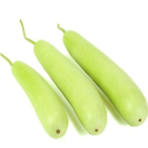 Healthy and Natural Fresh Bottle Gourd