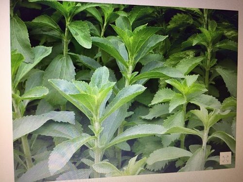 Stevia Plant