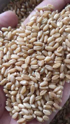 100% Organic Wheat Grains