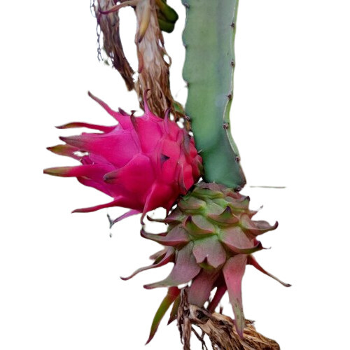 Natural Cold Storage Dragon Fruit at Best Price in Mahuva Aashtha Organic Farm