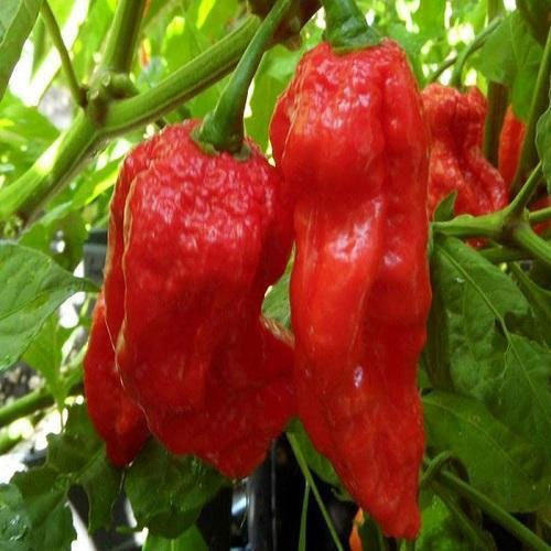 Healthy and Natural Fresh King Red chilli