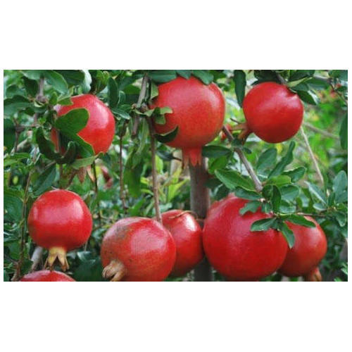 Healthy and Natural Indian Red Pomegranate