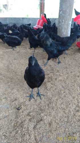 Kadaknath Chicken (Black Color)