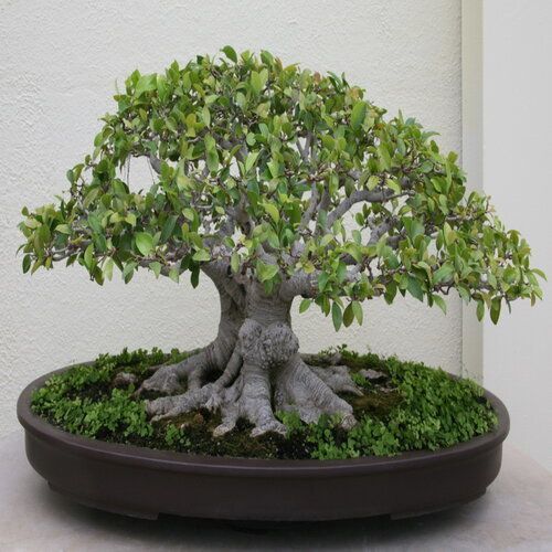 Steel Natural Ficus Bonsai Plant